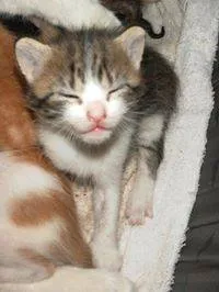 Cachorro raça Dv idade  nome Lindos Gatinhos