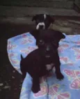 Vários Cãezinhos