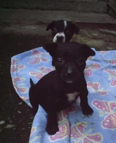 Cachorro raça Dv idade  nome Vários Cãezinhos