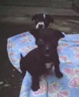 Vários Cãezinhos