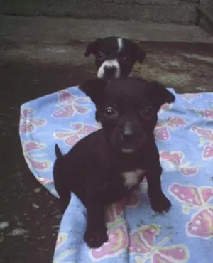 Cachorro raça Dv idade  nome Vários Cãezinhos