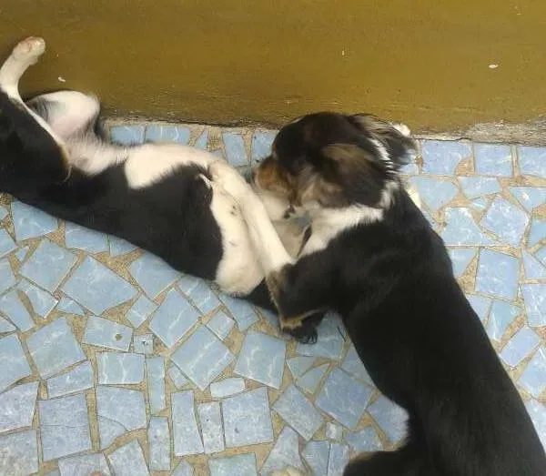 Cachorro ra a vira lata idade 7 a 11 meses nome Tina e Toni