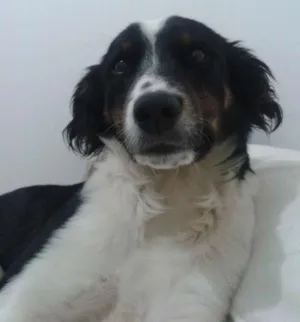 Cachorro raça vira lata idade 7 a 11 meses nome Tina e Toni
