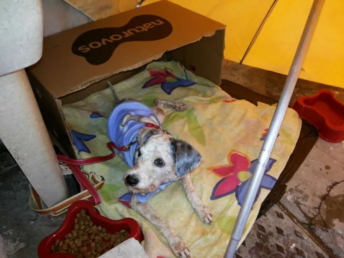 Cachorro ra a poodle idade 3 anos nome Marley