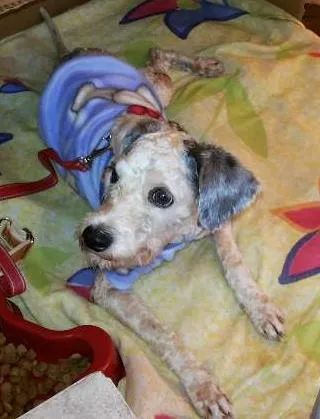 Cachorro ra a poodle idade 3 anos nome Marley
