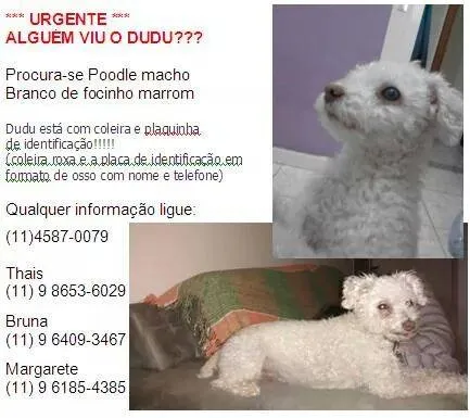 Cachorro ra a Poodle idade 6 ou mais anos nome Dudu GRATIFICA