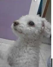 Cachorro ra a Poodle idade 6 ou mais anos nome Dudu GRATIFICA
