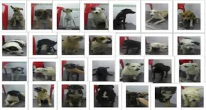 Cachorro raça Dv idade  nome Lindos cãezinhos