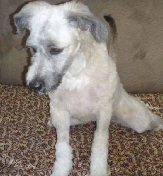 Cachorro ra a SRD idade 2 a 6 meses nome Manu