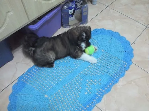 Cachorro ra a SRD idade 2 a 6 meses nome Manu