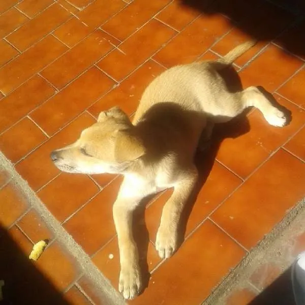 Cachorro ra a SRD idade 2 a 6 meses nome Nigga