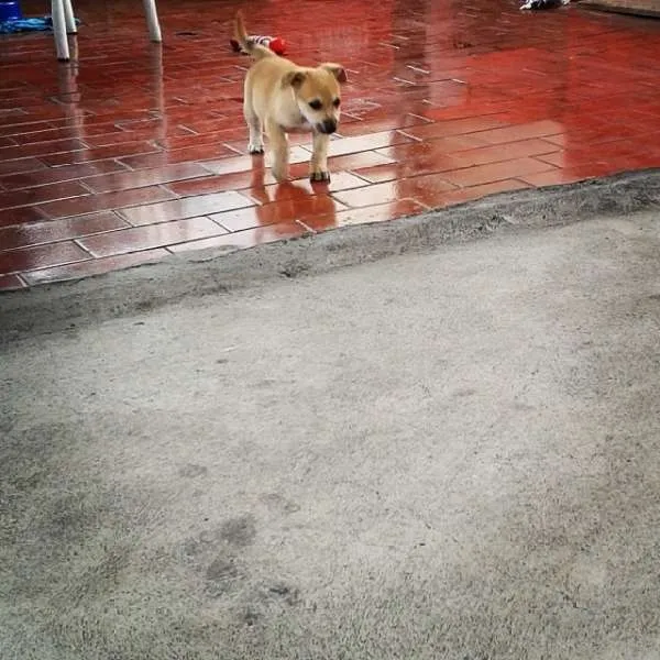 Cachorro ra a SRD idade 2 a 6 meses nome Nigga