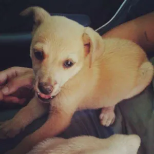 Cachorro raça SRD idade 2 a 6 meses nome Nigga