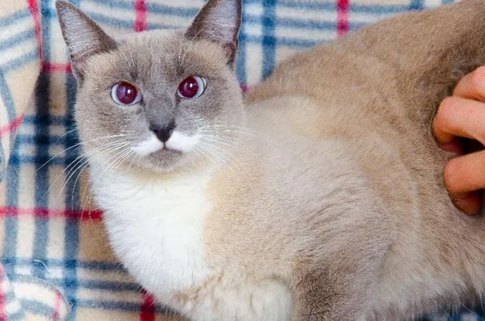 Gato ra a SRD idade 3 anos nome Menina
