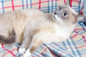 Gato raça SRD idade 3 anos nome Menina