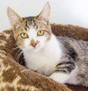 Gato raça SRD idade 7 a 11 meses nome Lírio