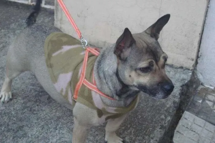 Cachorro ra a não definida idade 2 anos nome sem nome