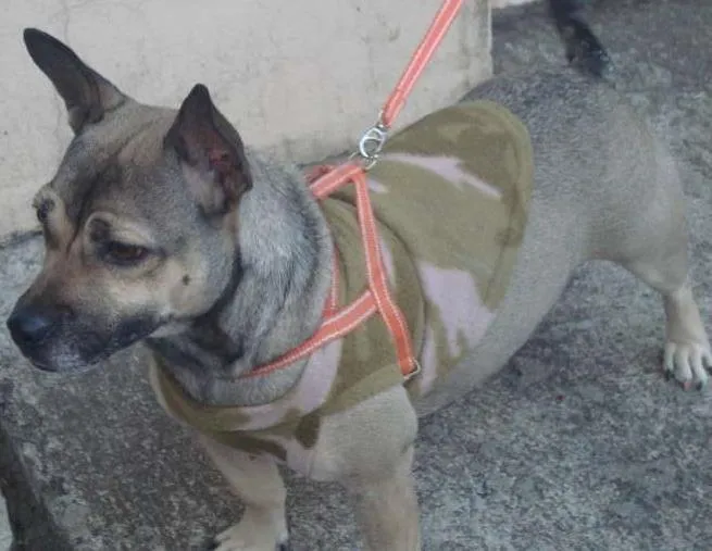 Cachorro ra a não definida idade 2 anos nome sem nome