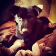Otto