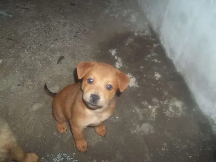Cachorro ra a SRD idade 2 a 6 meses nome Brabinho