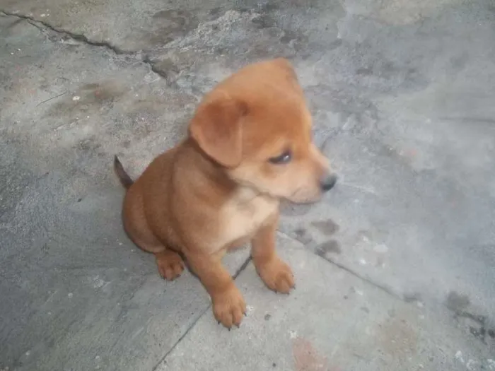 Cachorro ra a SRD idade 2 a 6 meses nome Brabinho