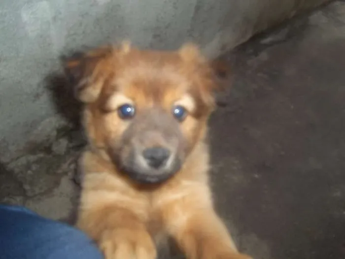 Cachorro ra a SRD idade 2 a 6 meses nome megui