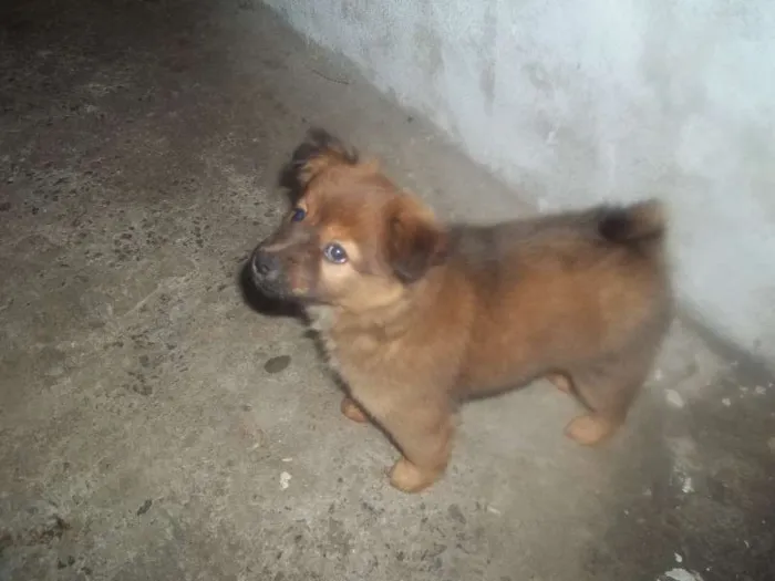 Cachorro ra a SRD idade 2 a 6 meses nome megui