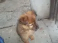 megui
