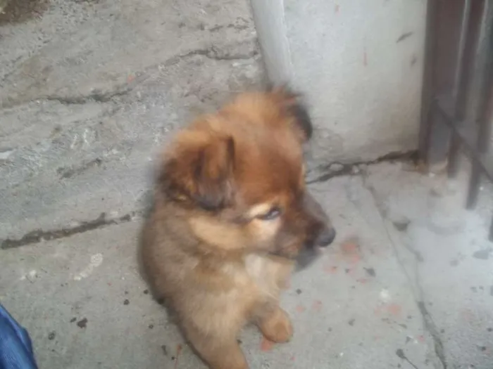 Cachorro ra a SRD idade 2 a 6 meses nome megui