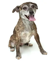 Cachorro ra a srd idade 6 ou mais anos nome suzi
