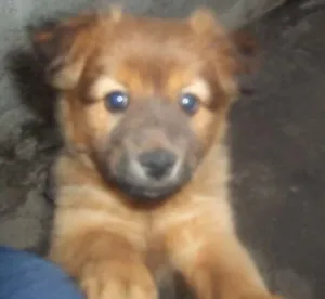 Cachorro raça SRD idade 2 a 6 meses nome megui