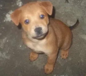 Cachorro raça SRD idade 2 a 6 meses nome Brabinho