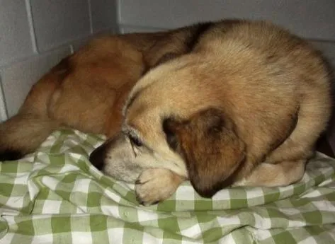 Cachorro ra a indefinida idade 6 ou mais anos nome Joca