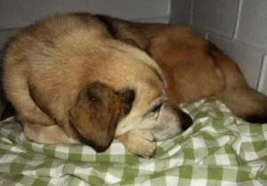 Cachorro raça indefinida idade 6 ou mais anos nome Joca