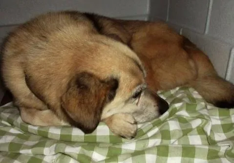 Cachorro ra a indefinida idade 6 ou mais anos nome Joca