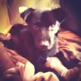 Otto