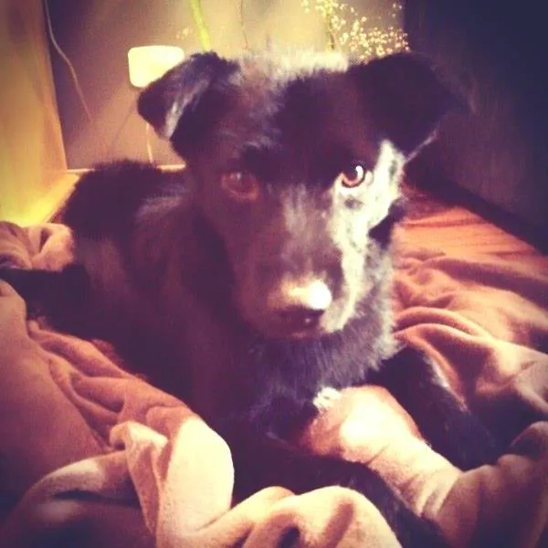 Cachorro ra a SRD idade 1 ano nome Otto