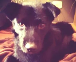 Cachorro raça SRD idade 1 ano nome Otto