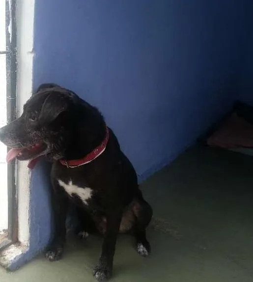 Cachorro ra a SRD idade 6 ou mais anos nome NICK