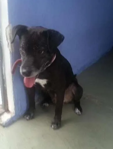 Cachorro ra a SRD idade 6 ou mais anos nome NICK