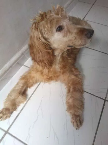 Cachorro ra a Cocker c/Poodle idade 6 ou mais anos nome Guga