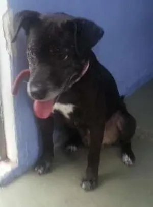 Cachorro raça SRD idade 6 ou mais anos nome NICK