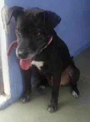 Cachorro ra a SRD idade 6 ou mais anos nome NICK