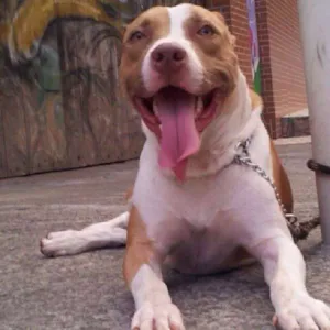 Cachorro raça Pit-Bull idade 1 ano nome thorr