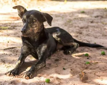 Cachorro raça Dv idade  nome Lindos Cães