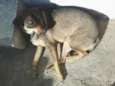 Cachorro raça Não tem idade  nome Lua