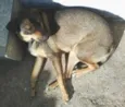 Cachorro raça Não tem idade  nome Lua