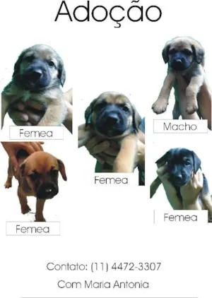 Cachorro raça  idade 2 a 6 meses nome varios