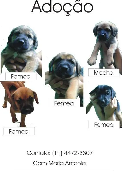 Cachorro ra a  idade 2 a 6 meses nome varios