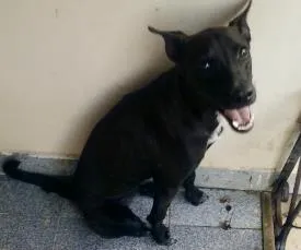 Cachorro raça Vira-lata idade 1 ano nome Black